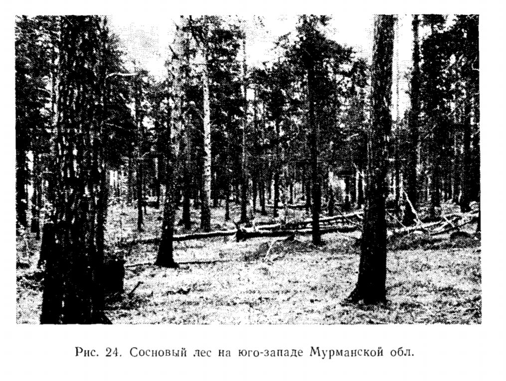 Рис. 24. Сосновый лес на юго-западе Мурманской обл. Рис. 24. Сосновый лес на юго-западе Мурманской обл.