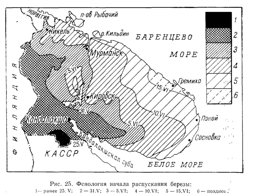 Рис. 25. Фенология начала распускания березы: Рис. 25. Фенология начала распускания березы: