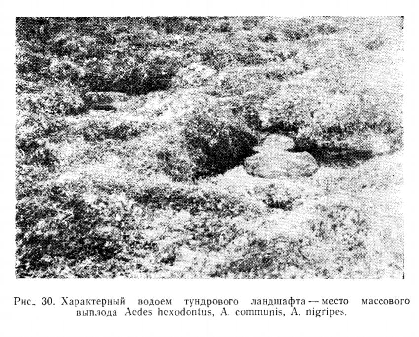 Рис. 30. Характерный водоем тундрового ландшафта место массового выплода Рис. 30. Характерный водоем тундрового ландшафта место массового выплода