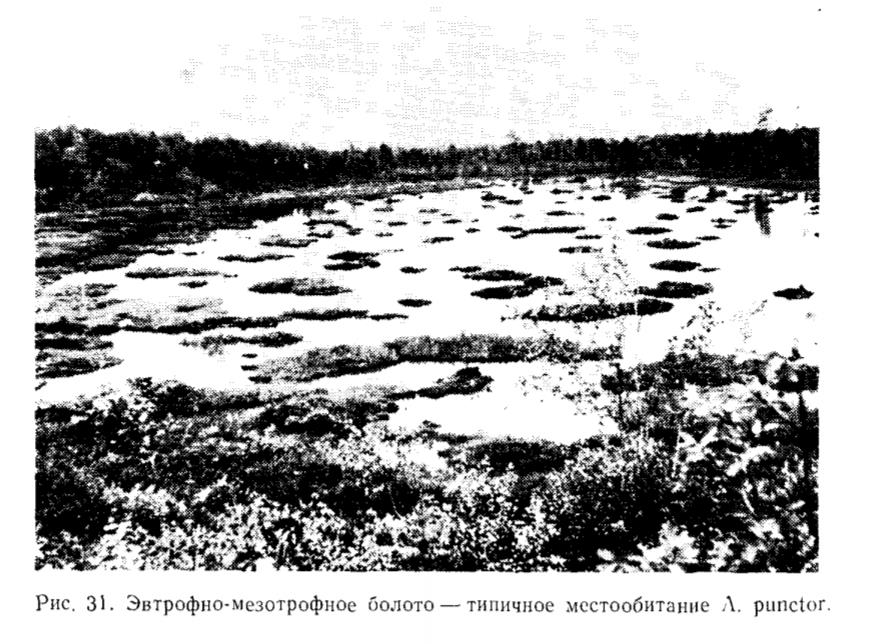 Рис. 31. Эвтрофно-мезотрофное болото — типичное местообитание A. punctor. Рис. 31. Эвтрофно-мезотрофное болото — типичное местообитание A. punctor.