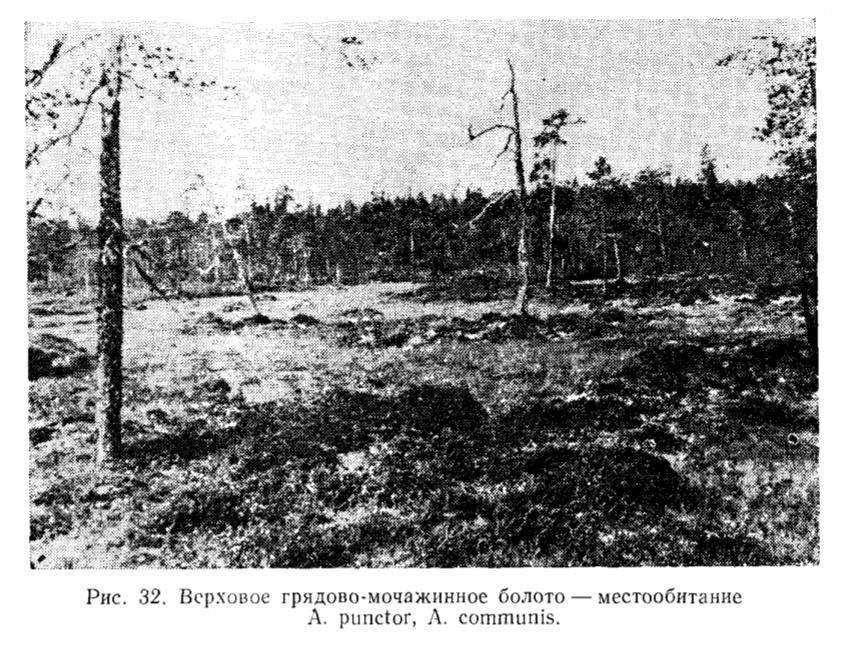 Рис. 32, Верховое грядово-мочажинное болото — местообитание A. punctor, A. communis. Рис. 32, Верховое грядово-мочажинное болото — местообитание A. punctor, A. communis.