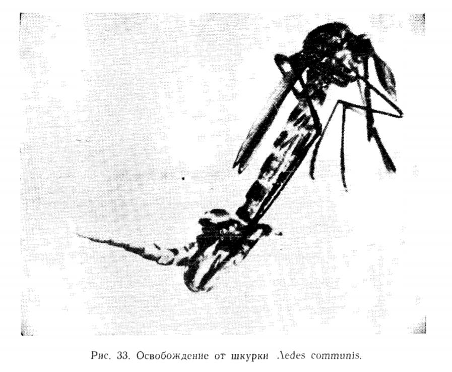 Рис. 33, Освобождение от шкурки Aedes communis. Рис. 33, Освобождение от шкурки Aedes communis.