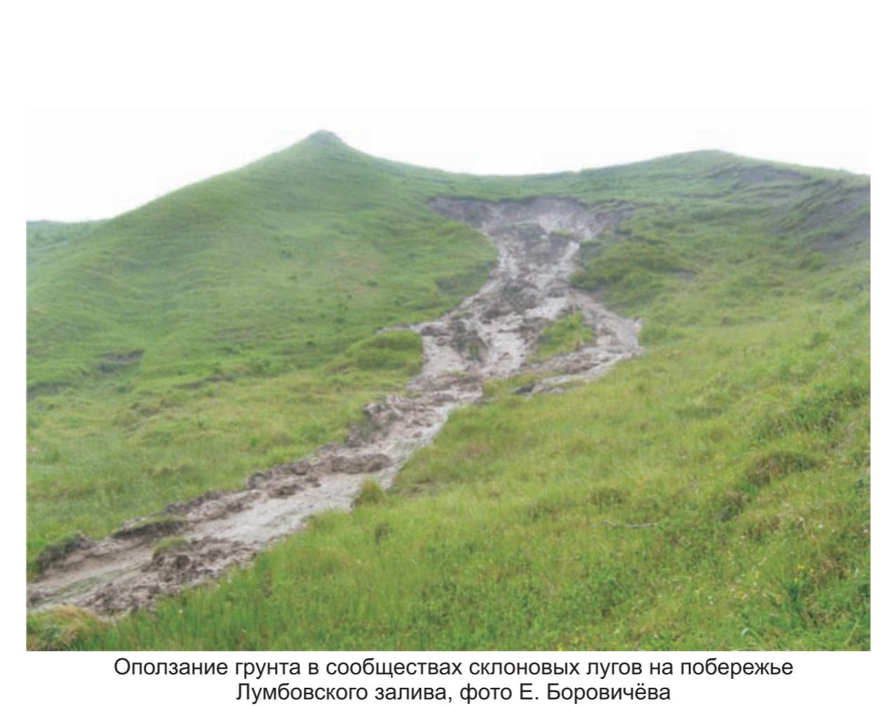 Оползание грунта в сообществах склоновых лугов на побережье лумбовского залива , фото Е.Боровичёва. Оползание грунта в сообществах склоновых лугов на побережье лумбовского залива , фото Е.Боровичёва.