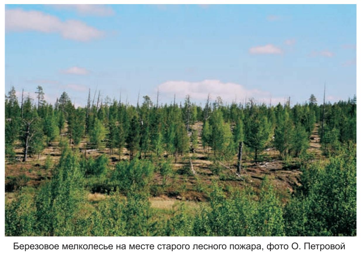 Березовое мелколесье на месте старого лесного пожара , фото О.Петровой .