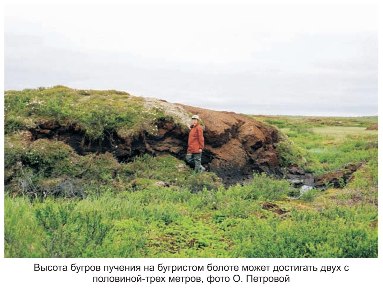 Высота бугров пучения  на бугристом болоте , фото О.Петровой.