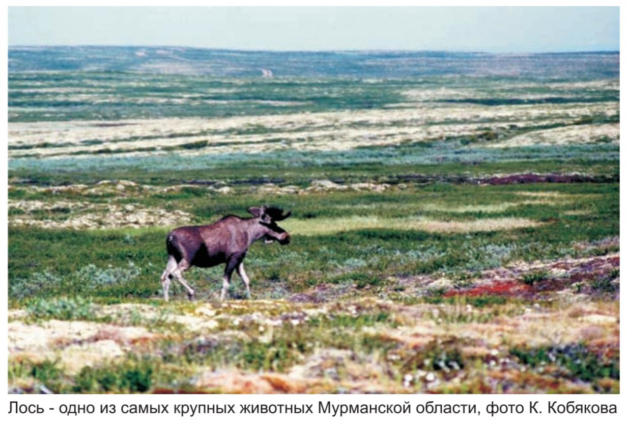 Лось - один из самых крупных животных Мурманской области , фото К.Кобякова. Лось - один из самых крупных животных Мурманской области , фото К.Кобякова.