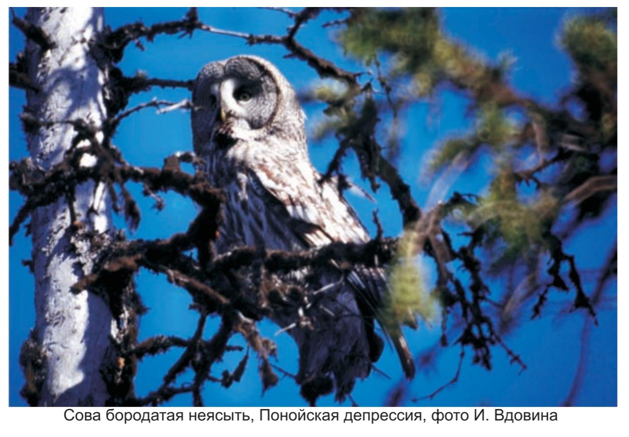 Сова бородатая неясыть. Понойская депресия, фото И.Вдовина . Сова бородатая неясыть. Понойская депресия, фото И.Вдовина.