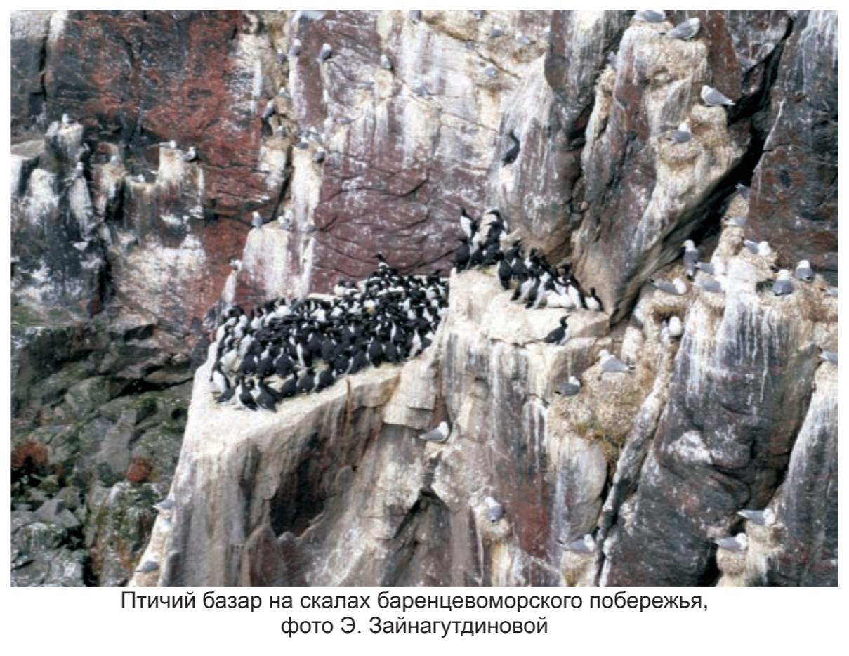 Птичий базар на скалах баренцеморского побережья , фото Э.Зайнагутдиновой . Птичий базар на скалах баренцеморского побережья , фото Э.Зайнагутдиновой.
