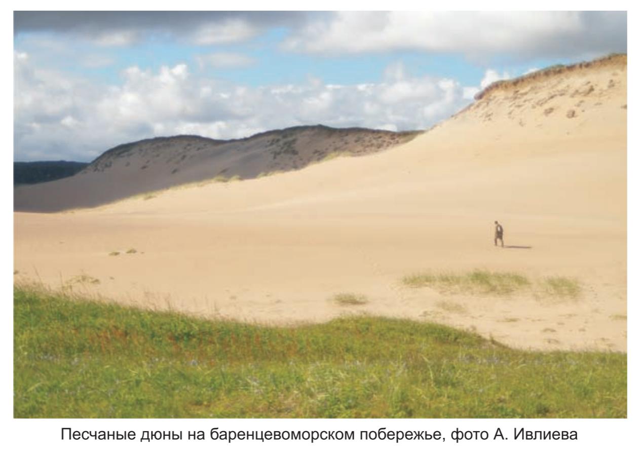 Песчаные дюны на баренцеморском побережье , фото А.Ивлева. Песчаные дюны на баренцеморском побережье , фото А.Ивлева.