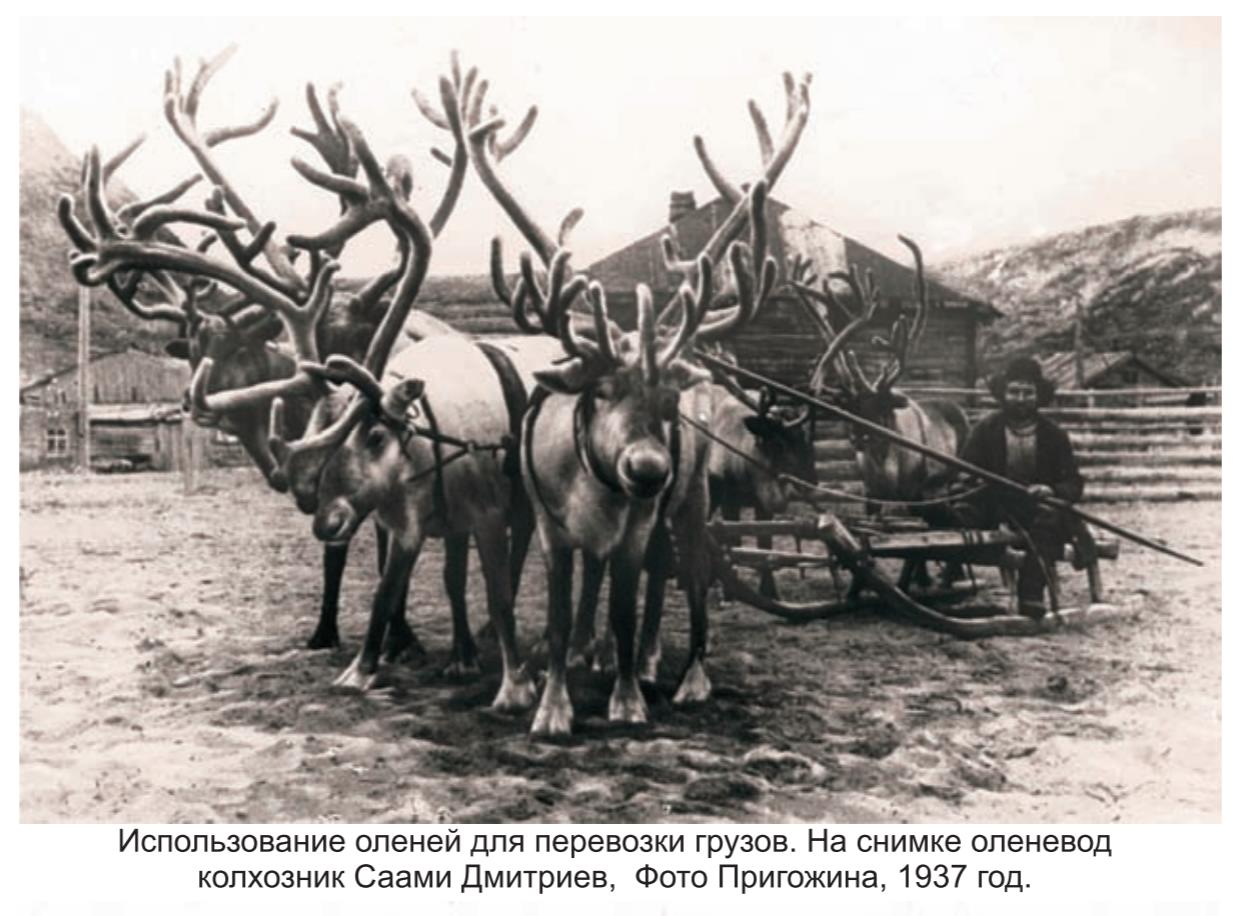 Использование оленей для перевозки грузов. На снимке оленевод колхозник Саами дмитриев , фото Пригожина, 1937 г. Использование оленей для перевозки грузовю На снимке оленевод колхозник Саами дмитриев , фото Пригожина, 1937 г.