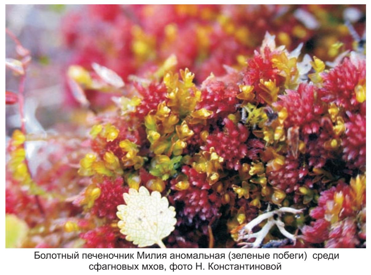 Болотный печеночник Милия аномальная ( зеленые побеги )  среди сфанговых мхов , фото Н. Константиновой .