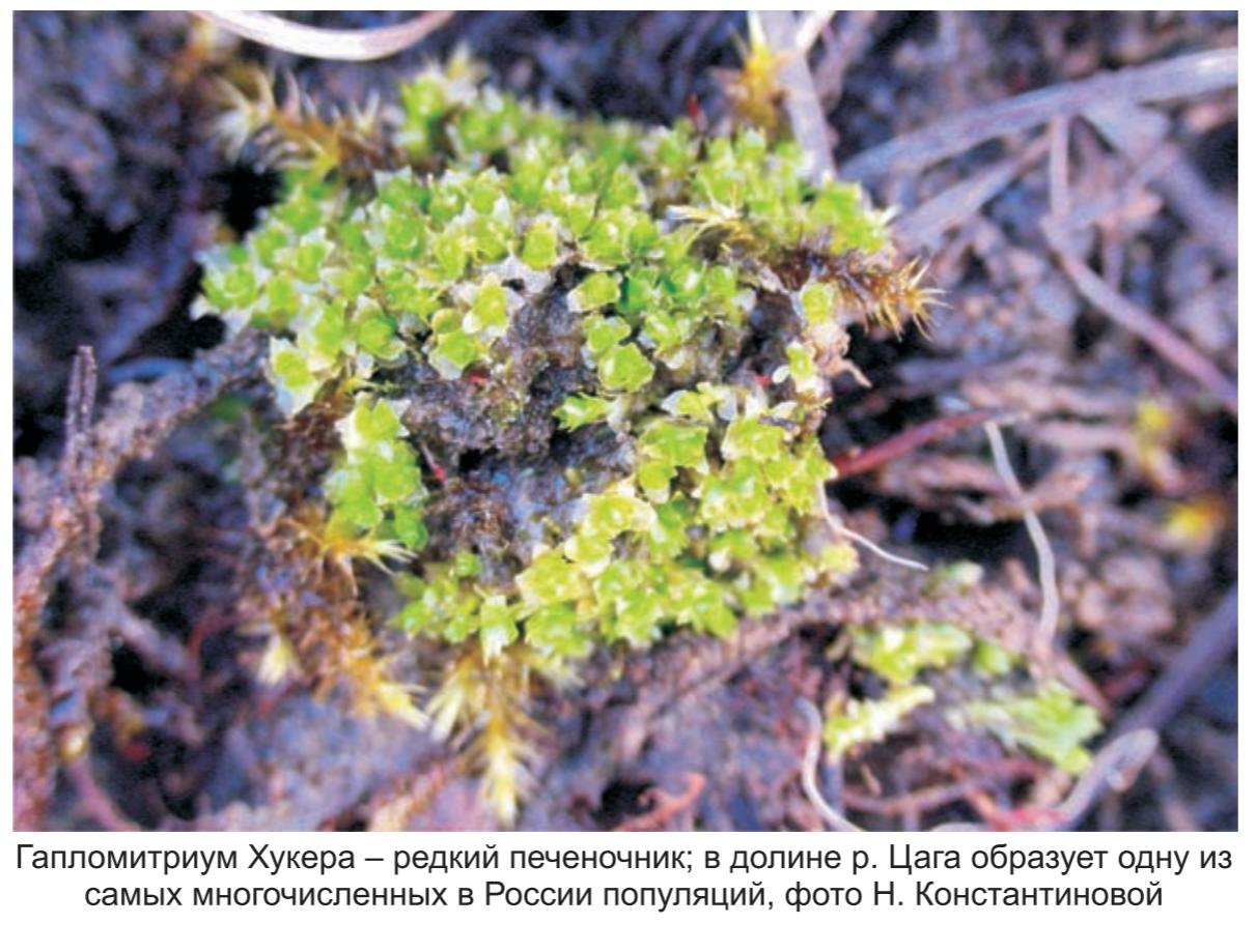 Гапломитриум  Хукера.