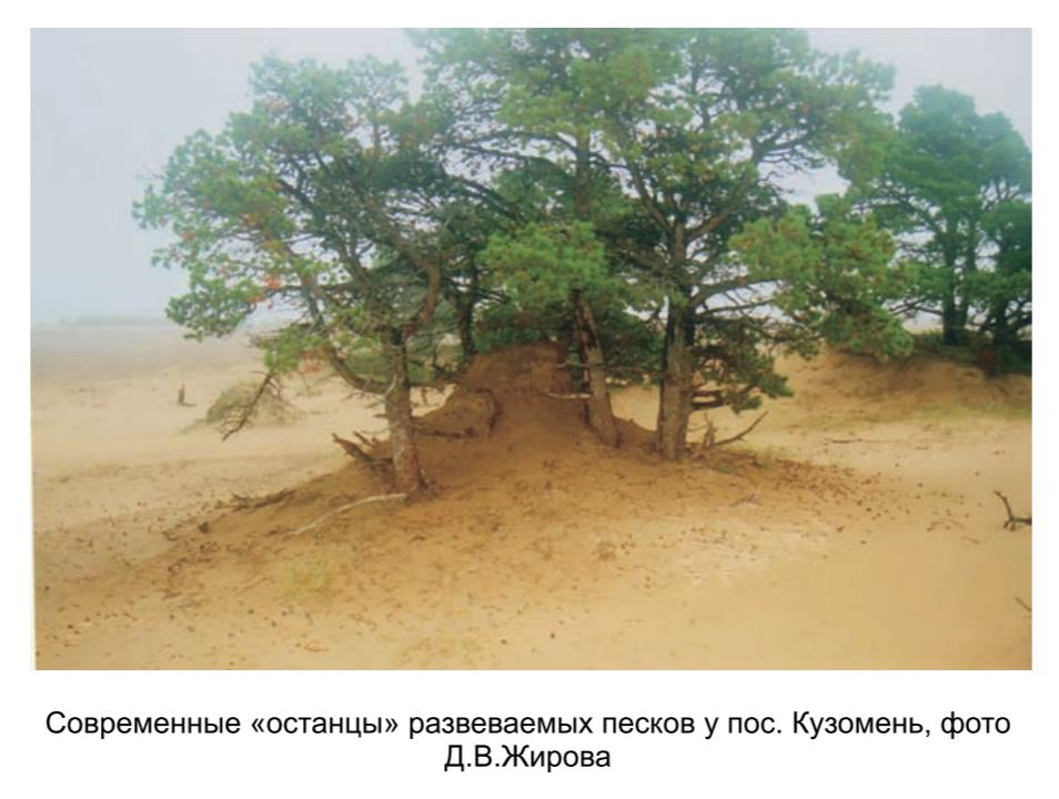 Современные останцы развеваемых песков у пос. Кузомень фото Д. В. Жирова.