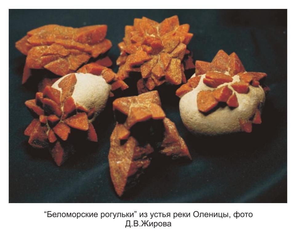 Беломорские рогульки из устья  реки Оленицы,  фото Д. В. Жирова.