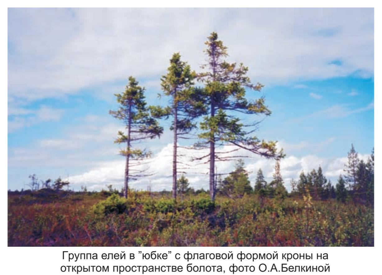 Группа елей в юбке  с флаговой формой кроны , на открытом пространсве болота , фото О.А. Белкиной.