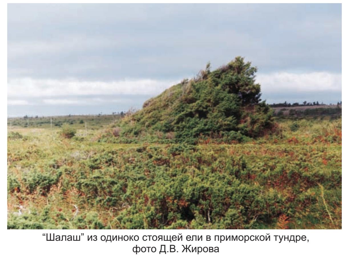 Шалаш из одиноко стоящей ели  в приморской тундре,  фото Д.А. Жирова .
