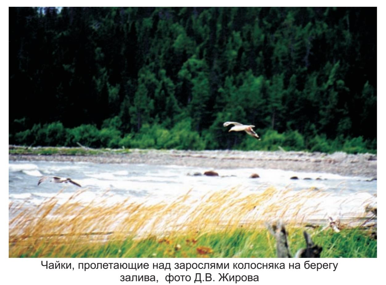 Чайки пролетающие над зарослями  колосняка  на берегу залива,  фото Д.А. Жирова.