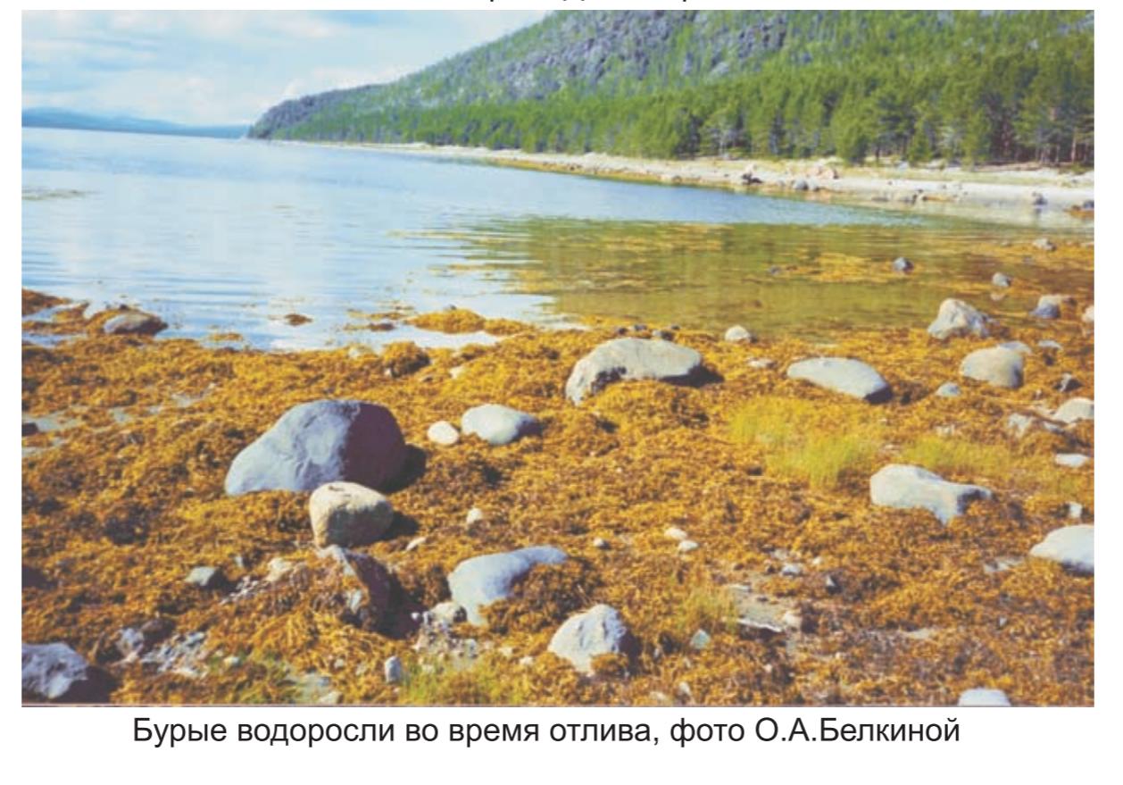 Бурые водоросли во время отлива , фото О.А. Белкиной.