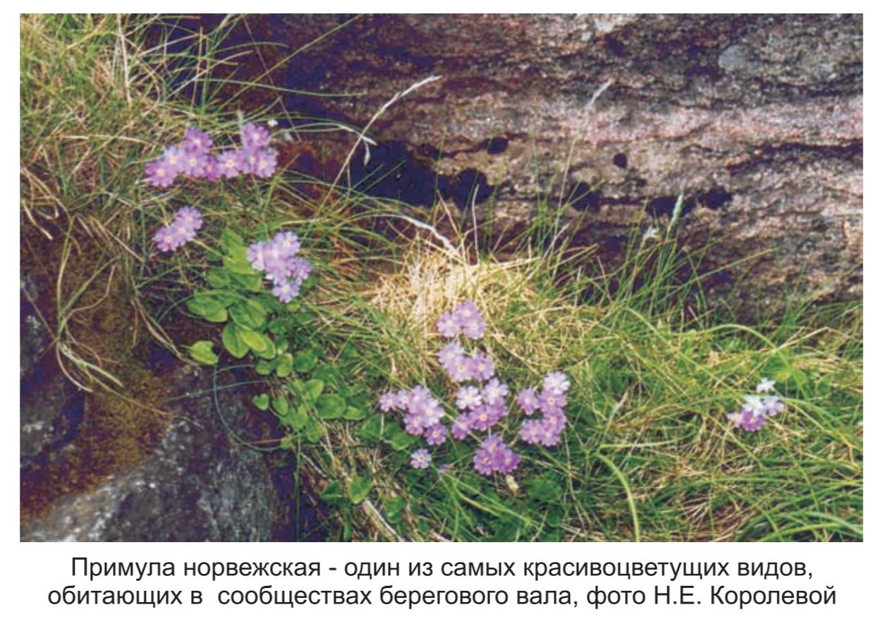 Примула норвежская - один из самых красиворастущих видов обитающих в сообществах  берегового вала, фото Н.Е. Королевой.