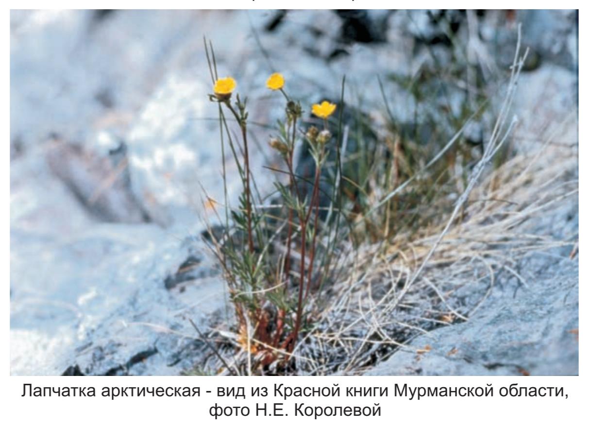 Лапчатка арктическая - вид из Красной кники Мурманской области, фото Н.Е. Королевой.