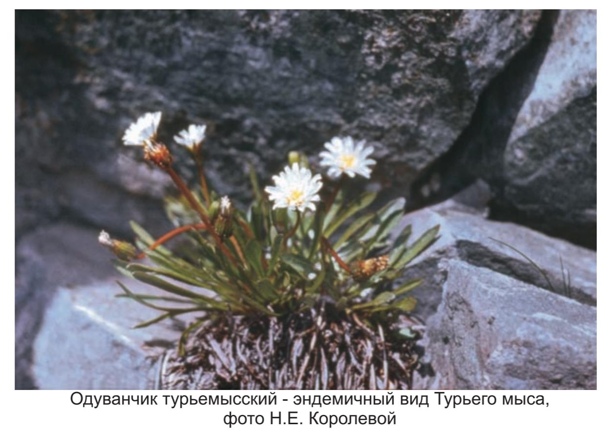 Одуванчик турьемыский - эндемичный вид  турьего мыса , фото Н.Е. Королевой.