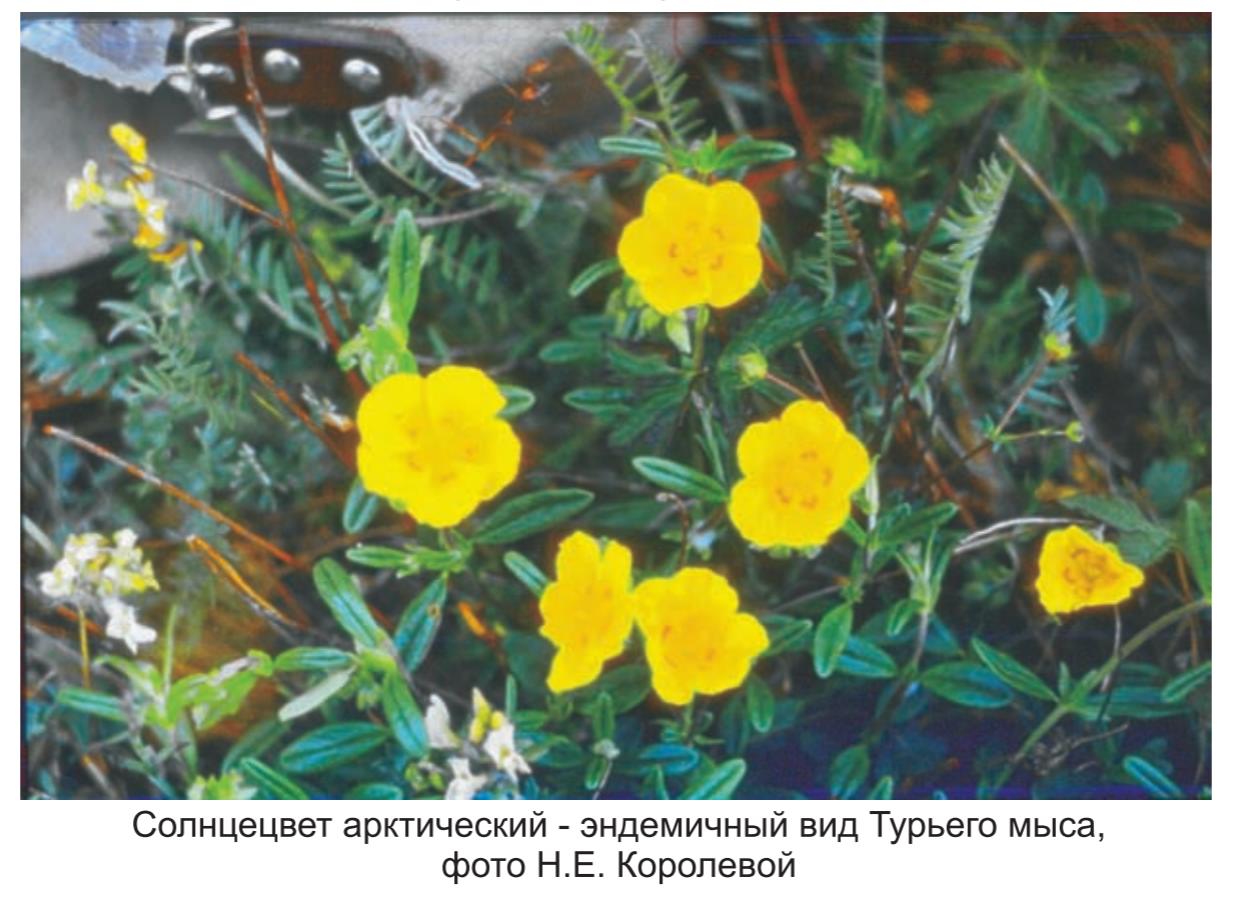 Солнецвет арктический - эндемичный вид  турьего мыса, фото Н.Е. Королевой.