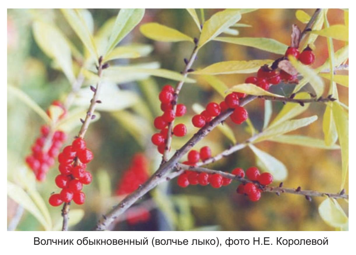 Волчник обыкновенный  (волчье лыко) фото Н.Е. Королевой.