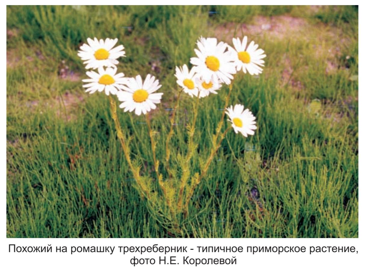 Похожий на ромашку трехреберник - типичное приморское растение , фото Н.Е. Королевой.