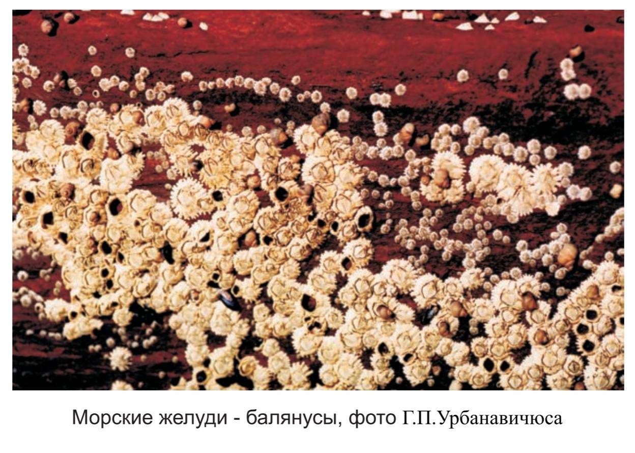 Морские желуди - балянусы,  фото Г.П. Урбанавичюса.